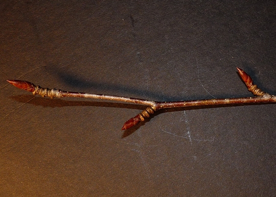{Betula lenta}